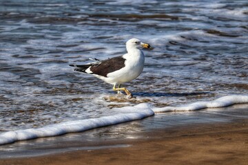 Beautiful adult Kelp Gull found in Barra de Tramandaí in Rio Grande do Sul, Brazil.