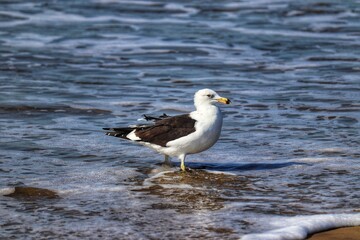 Beautiful adult Kelp Gull found in Barra de Tramandaí in Rio Grande do Sul, Brazil.