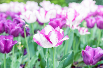White purple tulip flower background. Blooming tulips field. Tulips flowers against day sun light. Selective focus