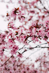 Branches with blooming pink cherries against the sky