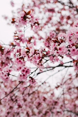 Fototapeta premium Branches with blooming pink cherries against the sky