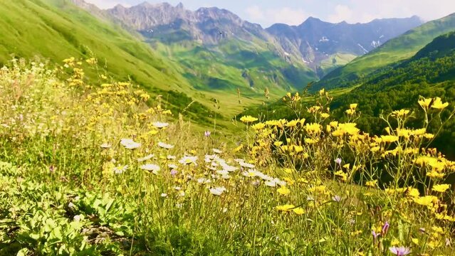 Zoom in close up view of daisies in a valley with scenic caucasian mountains background,