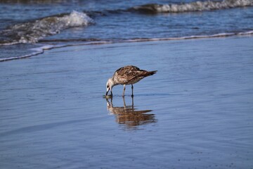 Beautiful juvenile kelp gull found in Barra de Tramandaí in Rio Grande do Sul, Brazil.