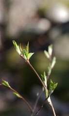 leaves on a branch