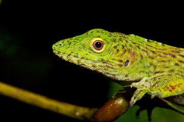 Anolis verde en la selva de Oaxaca