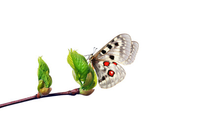 colorful apollo butterfly on bright young spring leaves isolated on white. branch with spring green...