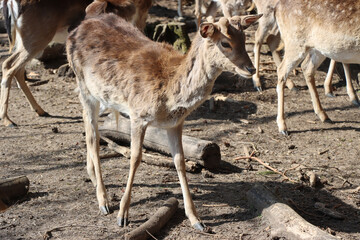 Mufflon (Ovis gmelini musimon) im Wildgehege