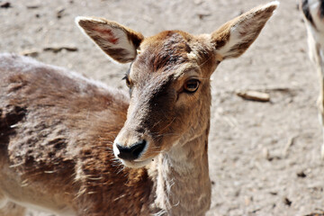 Mufflon (Ovis gmelini musimon) im Wildgehege