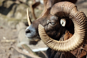 Mufflon (Ovis gmelini musimon) im Wildgehege
