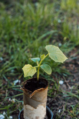 A small sprout of cucumber in a peat pot is ready for planting in the ground