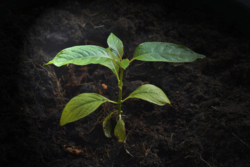 Kratom seedling in soil on pot