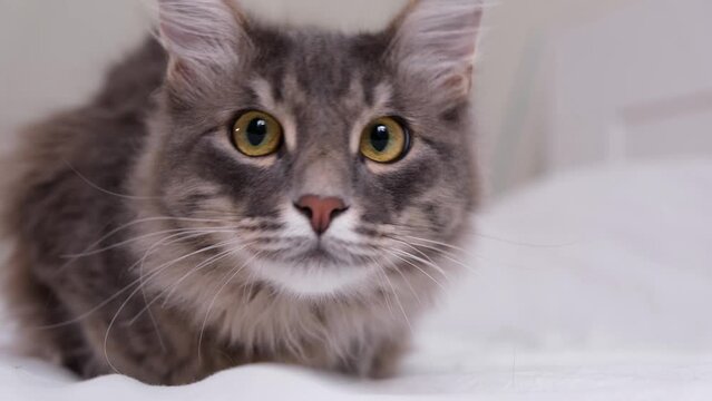 A cute gray cat hunts for a toy in a cozy room.
