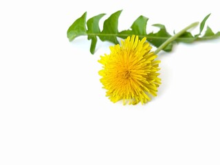 yellow dandelion flower on white background.