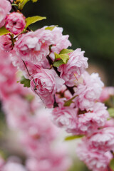 Large inflorescences of flowering cherry blossoms against 