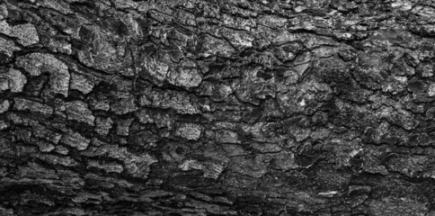 The texture of the bark of tree.
