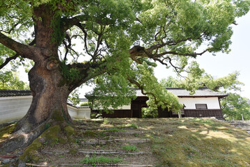 青蓮院　長屋門とクスノキ　京都市東山区粟田口