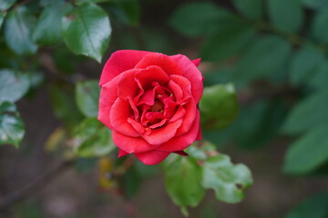 red rose in garden