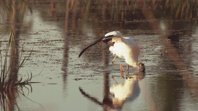 Wood stork bird foraging in the swamps of Florida wetlands