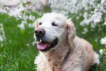 Happy smiling golden retriever puppy dog near white flowers in summer morning. Pets care and happiness concept. Copy space background.