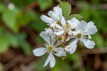 tree blossom