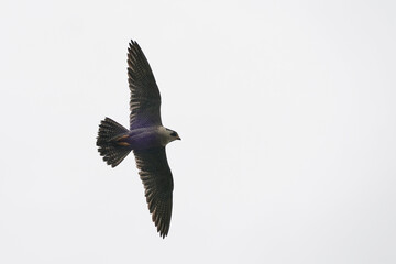 falcon in a cast sky