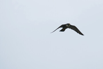 falcon in a cast sky