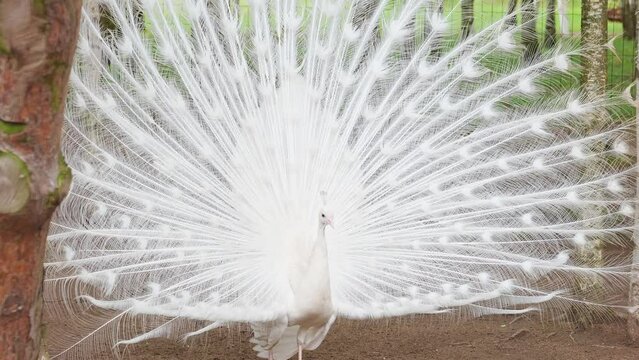White peacock with its beautiful open tail and feathers in the botanical garden, splendid mating plumage. Peacock bird walking freely