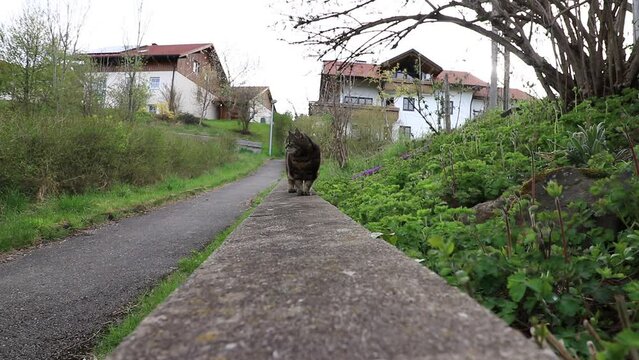 Video von einer kleinen dicken Katze die eine Gartenmauer entlangl&auml;uft