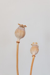Dried poppy seedheads on a muted background.