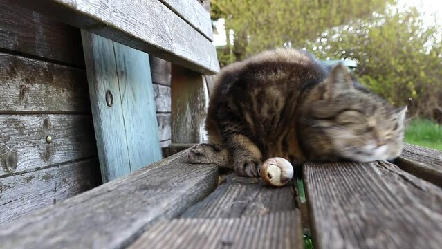 Weitwinkel Video von einer kleinen dicken Katze die mit einem Schneckhaus schmust