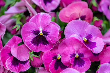 Selective focus of flower Viola tricolor blooming in the garden, Colourful of violet or purple flowers with green leaves, Nature floral pattern background.