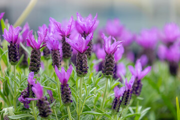 Selective focus of flowers of Lavandula stoechas in the garden with green leaves, The Spanish...