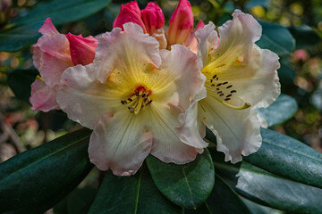 Closeup white and pink rhododendron blossoms
