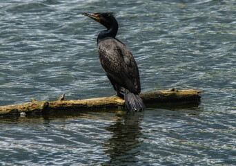 Double-crested Cormorant on lake