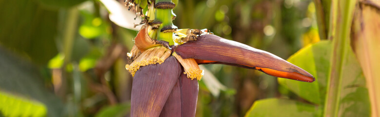 Detail of a banana plantation at Luxor, Egypt.