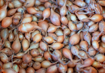 Background of onion sowing close-up. Texture of onion sowing