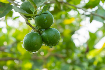 green lemon or key lime fruit on tree at agriculture garden.