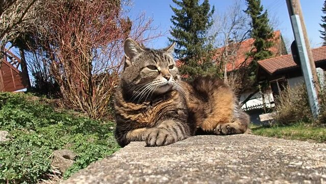 Video von einer kleinen dicken Katze die gem&uuml;tlich in der Sonne liegt