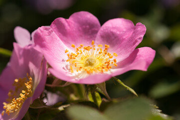 pink flower in the sun