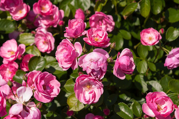 pink and white flowers in strong sunlight