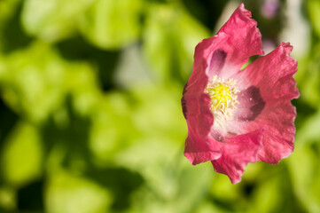 Obraz premium poppy on an abstract green background