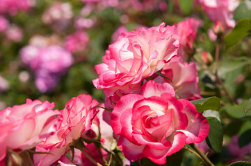 variegated pink and yellow white roses in a rose garden