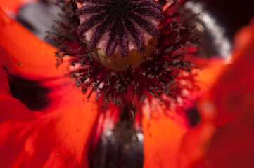 poppy flower macro