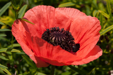 red orange poppy in the garden