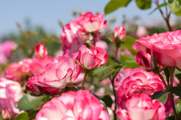 variegated pink roses in various states of bloom 