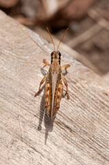 close up of a grasshopper