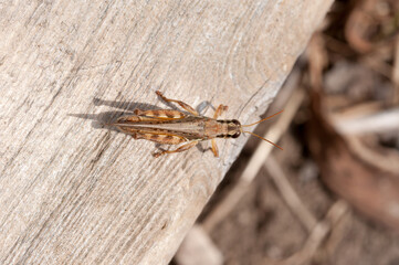 close up of a grasshopper