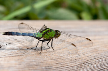 close up of a dragonfly on a wooden plank