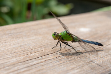 dragonfly on a wooden plank (with some vegetation)