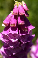 foxglove in the sun © eugen